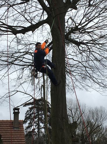 Haubanage arbre