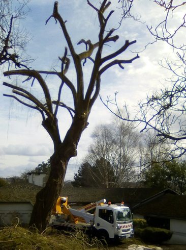 Abattage arbre
