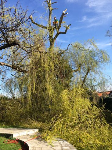 Elagage arbre