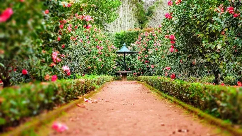 Sendero de jardín bordeado de flores rosadas y setos verdes bajo una pérgola arqueada.