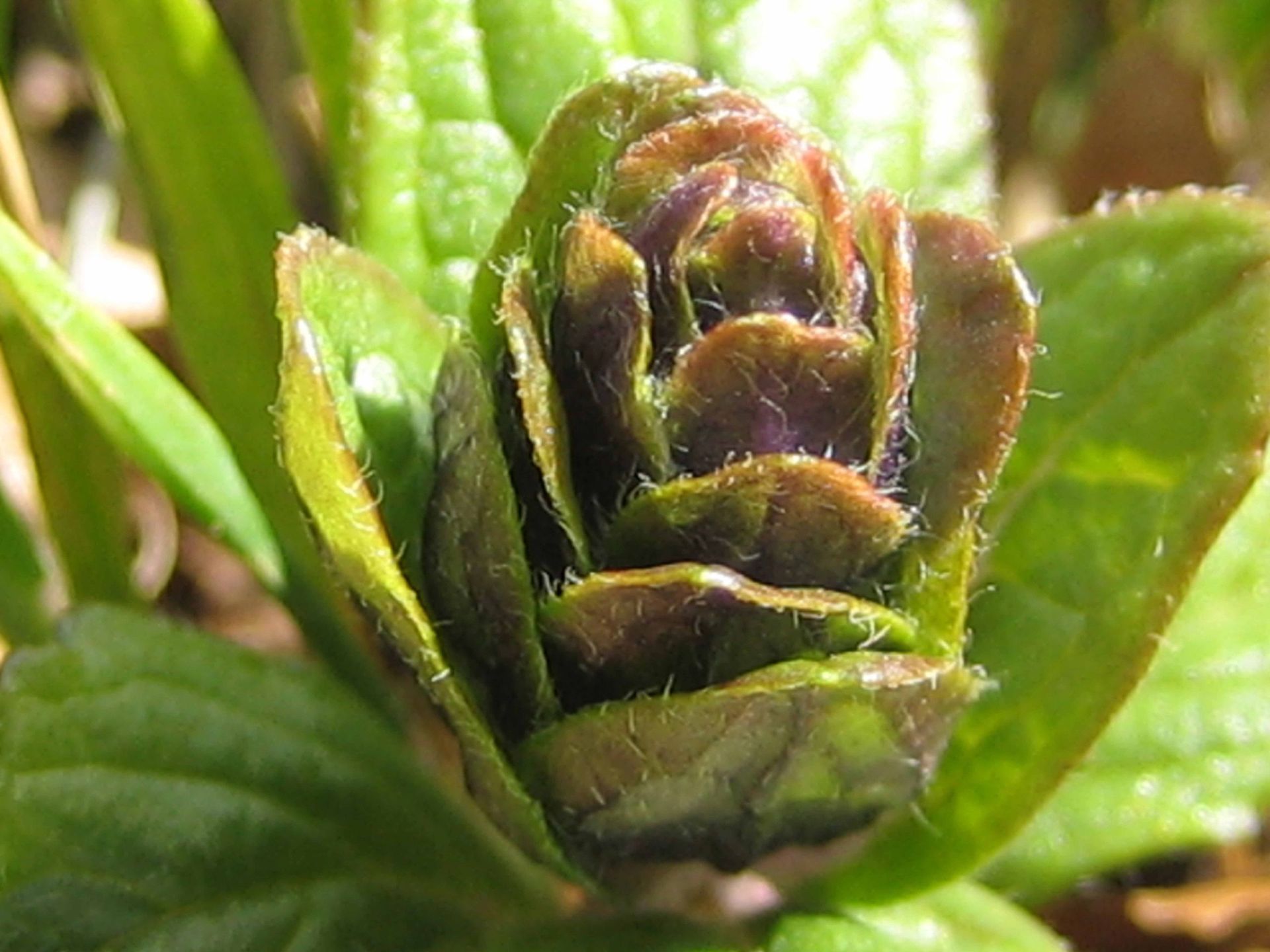 Gesundheitspraxis Astrid Natzler-Affoltern am Albis