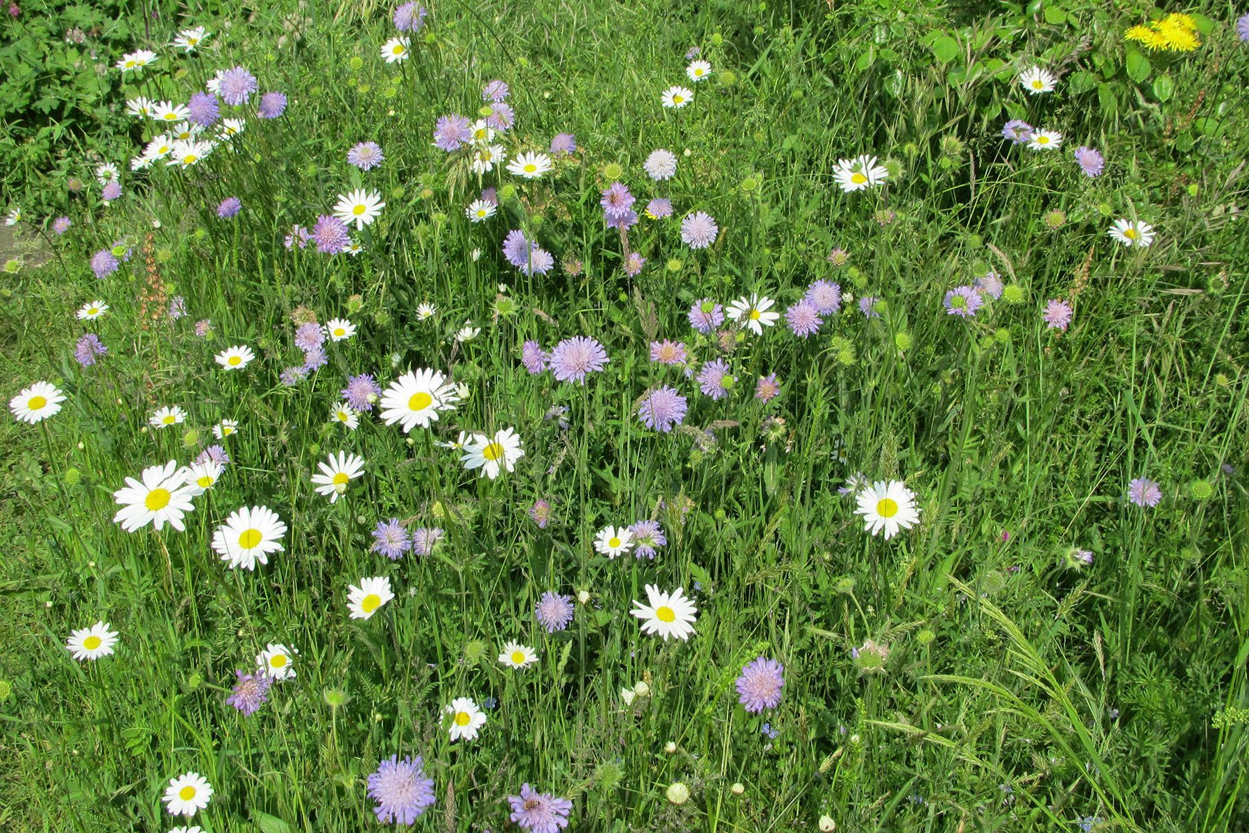 Ein Feld mit Gänseblümchen und lila Blumen im Gras