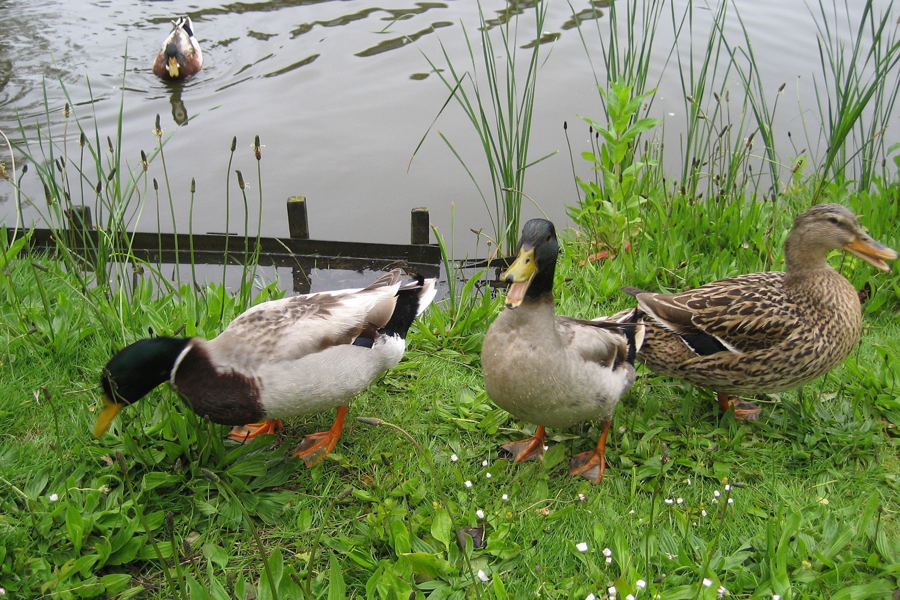 Drei Enten stehen im Gras in der Nähe eines Gewässers