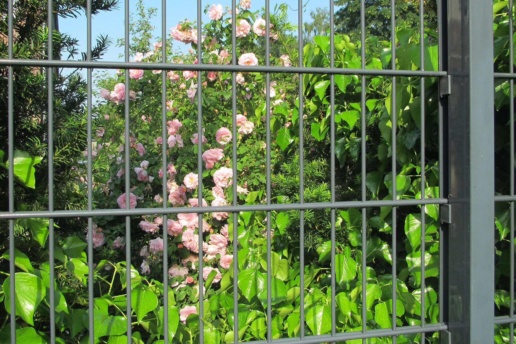 Ein Zaun mit Blumen und Blättern dahinter