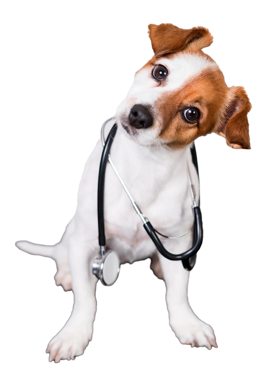 Border Collie mit Stethoskop auf blauer Oberfläche.