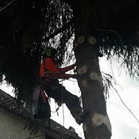 Baumpflege 3 - Land-und Forstmaschinen Marcel Hotz - Bauma