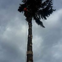 Baumpflege 2 - Land-und Forstmaschinen Marcel Hotz - Bauma