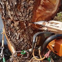 Motorsäge - Land-und Forstmaschinen Marcel Hotz - Bauma