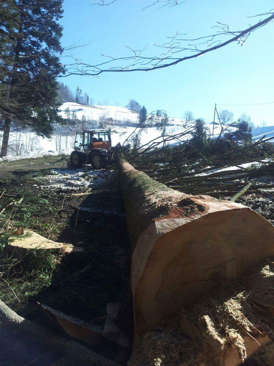 Baumpflege / Forst - Land-und Forstmaschinen Marcel Hotz - Bauma