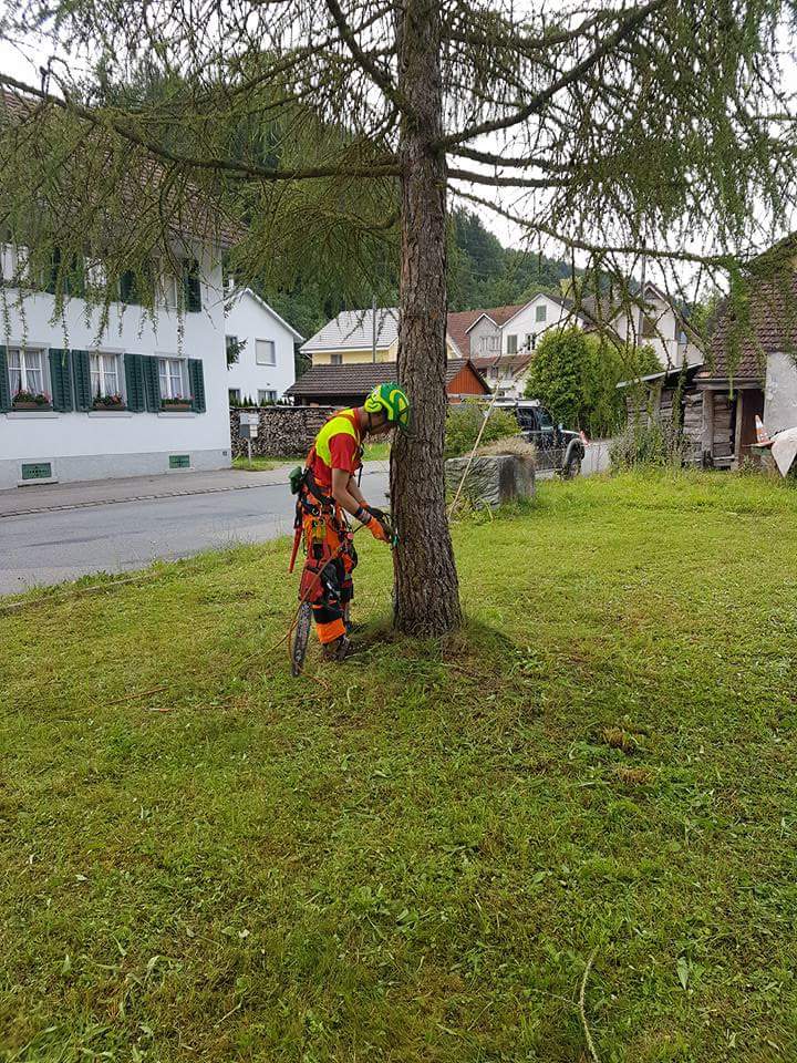 Baumpflege / Forst - Land-und Forstmaschinen Marcel Hotz - Bauma