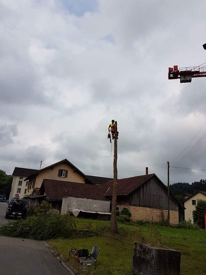 Baumpflege / Forst - Land-und Forstmaschinen Marcel Hotz - Bauma
