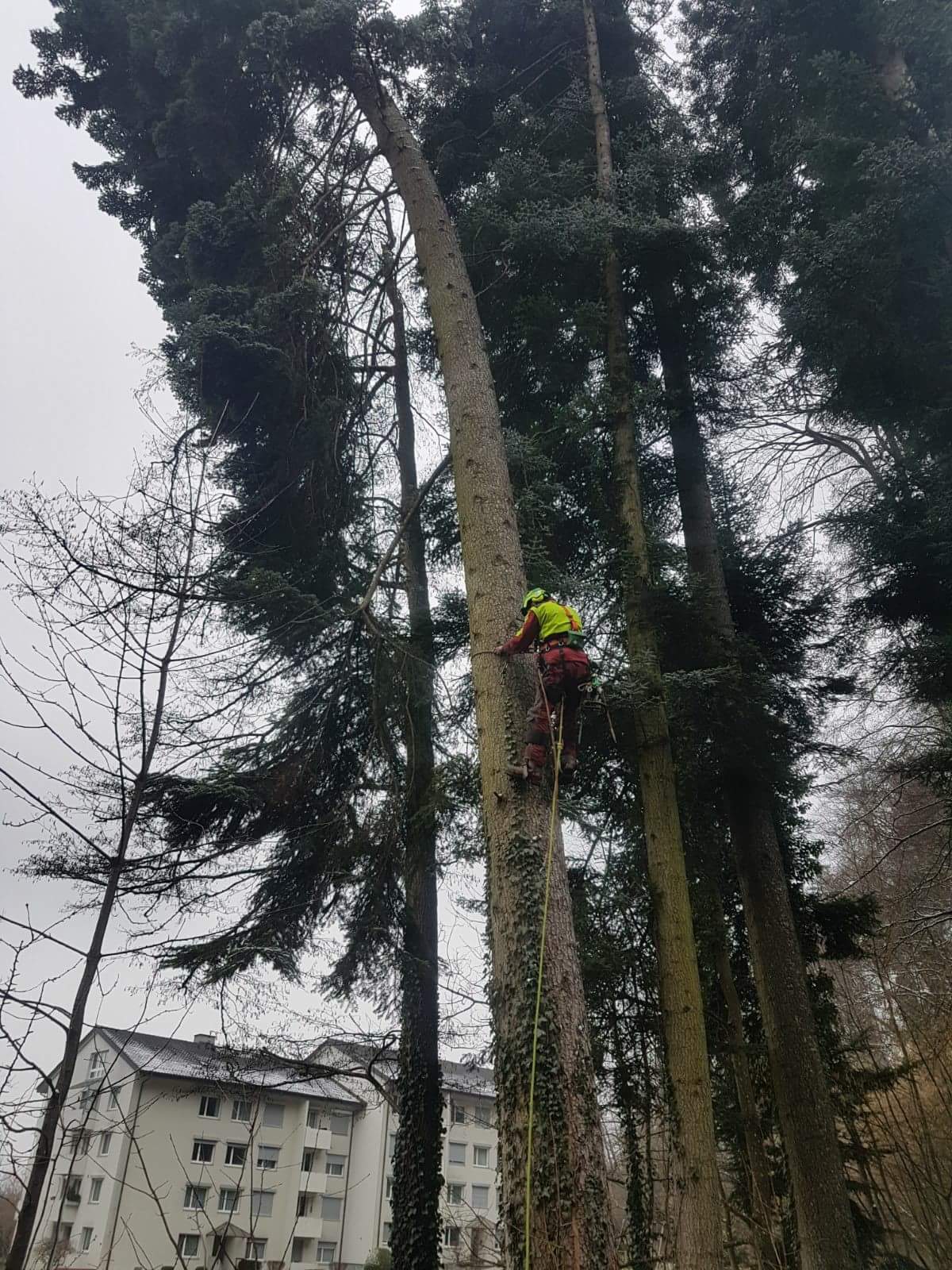 Baumpflege / Forst - Land-und Forstmaschinen Marcel Hotz - Bauma