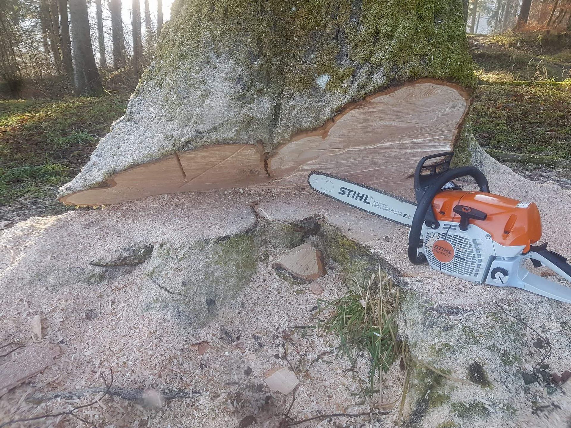 Baumpflege / Forst - Land-und Forstmaschinen Marcel Hotz - Bauma