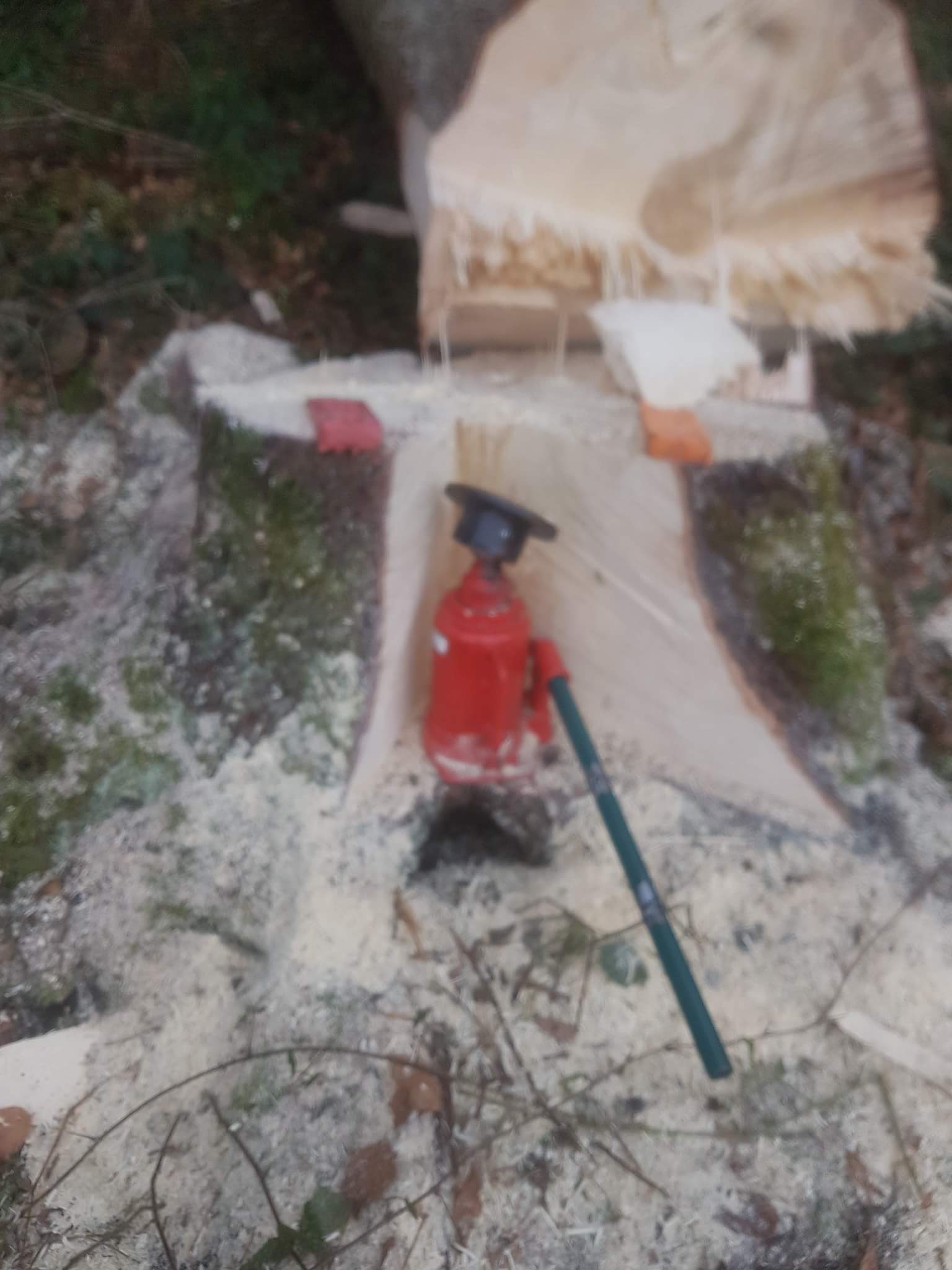 Baumpflege / Forst - Land-und Forstmaschinen Marcel Hotz - Bauma