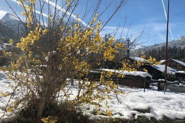 Un buisson avec des fleurs jaunes et de la neige