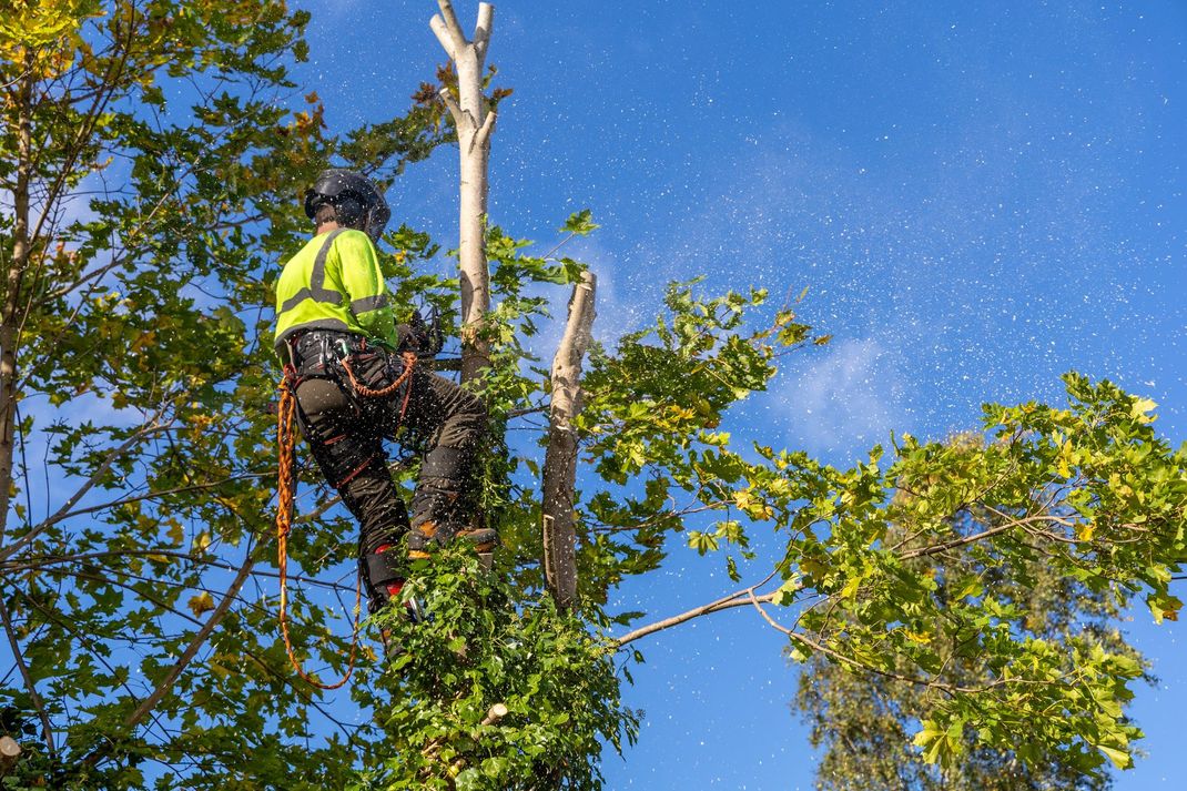 Un arboriste, équipé d’un harnais de sécurité, élague un arbre sur fond de ciel bleu éclatant.