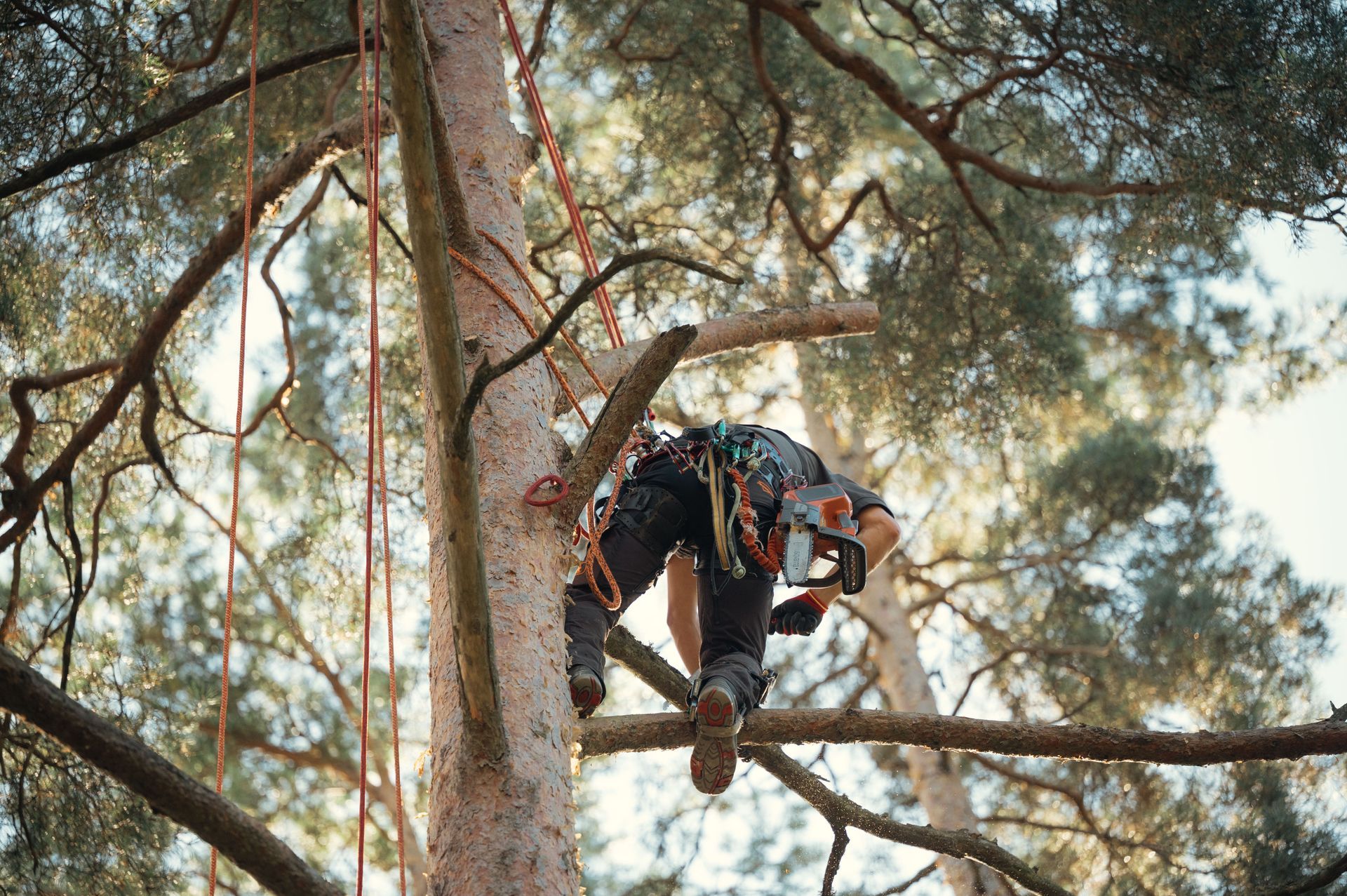 Un ouvrier équipé de vêtements de protection élague un arbre sur une branche élevée dans une zone boisée.