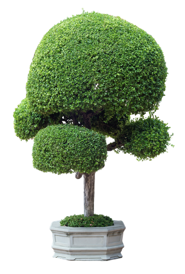 Arbre topiaire composé de trois boules de feuillage vert arrondies, dans un pot blanc.