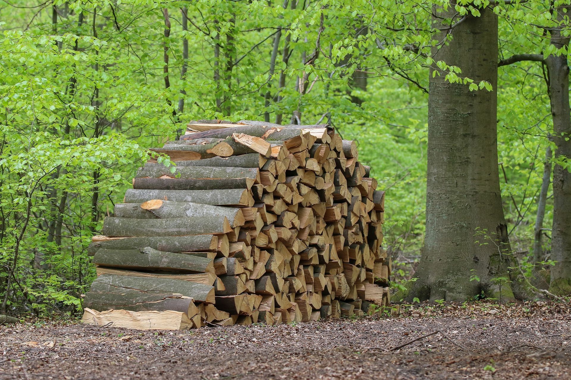 Du bois de chauffage empilé dans une forêt, au pied d’un tronc d’arbre, parmi le feuillage vert du printemps.
