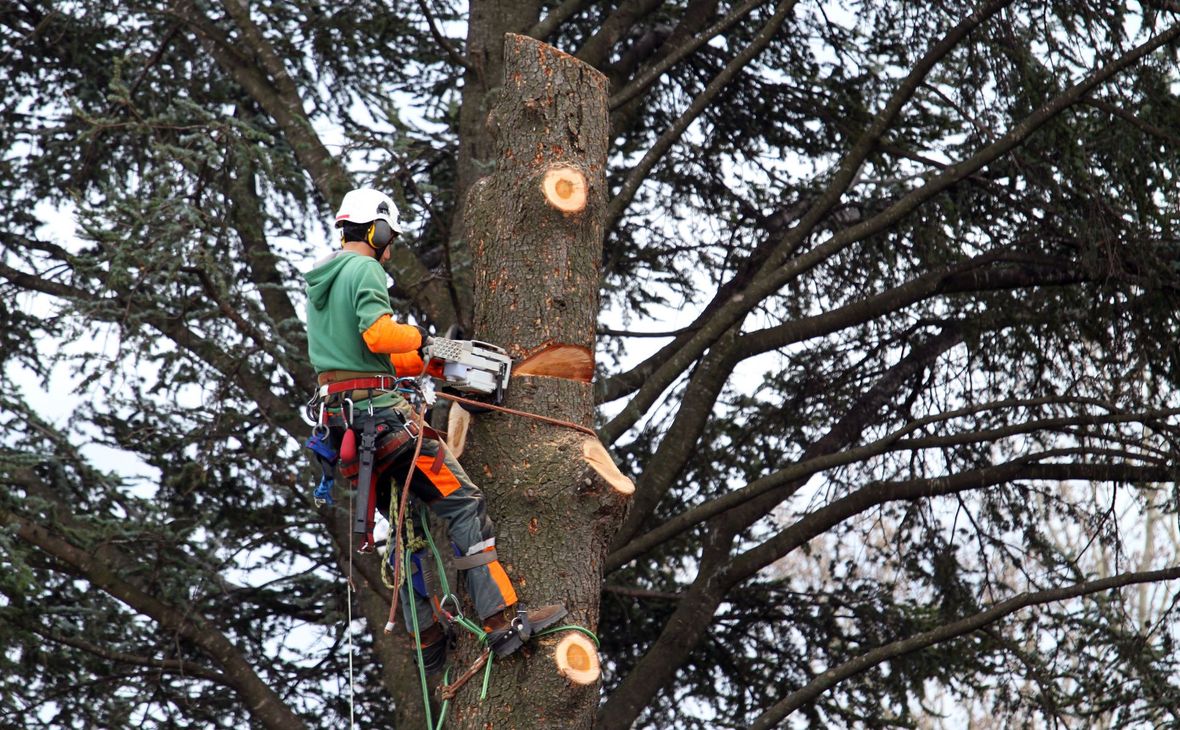 Un arboriste vêtu d’une tenue verte coupe le tronc d’un arbre à la tronçonneuse, assuré par des cordes.