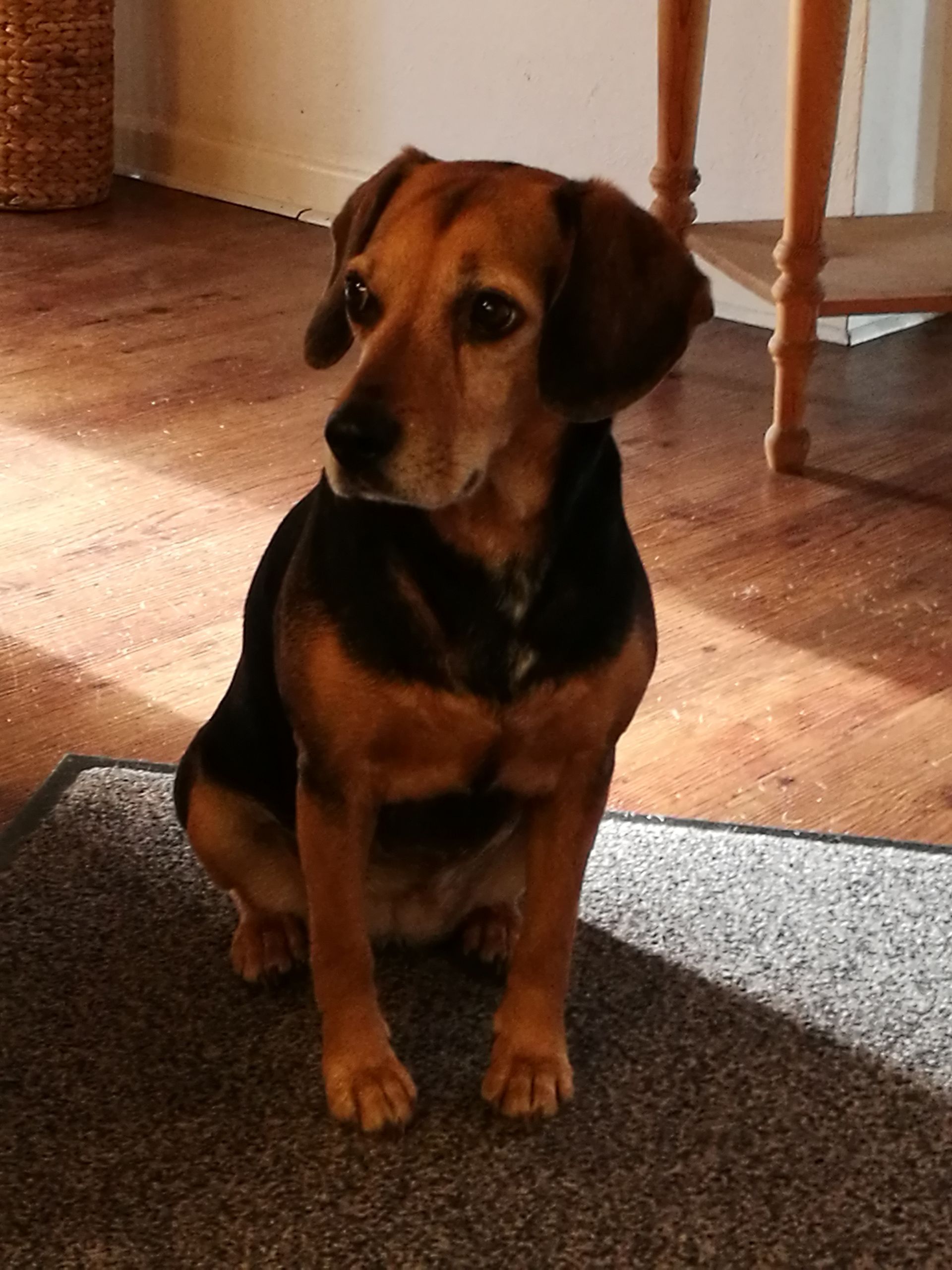 Schwarzbrauner Hund, sitzt auf einem grauen Teppich und schaut zur Seite, in einem Raum mit Holzböden und -möbeln.
