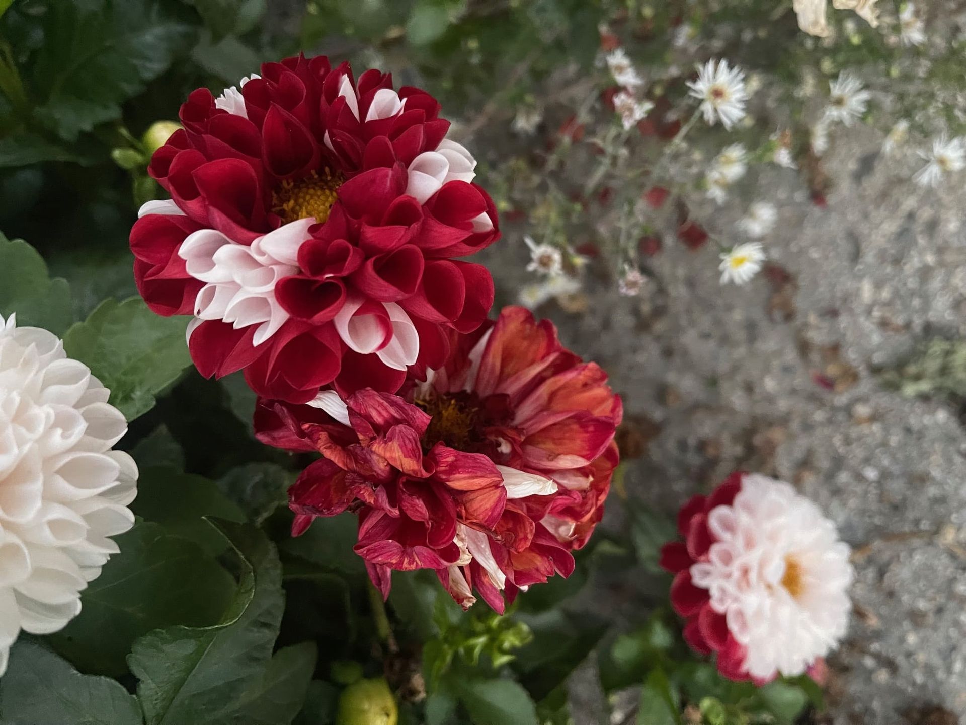 Flores de dalia rojas y blancas con hojas verdes, creciendo sobre una superficie de piedra.
