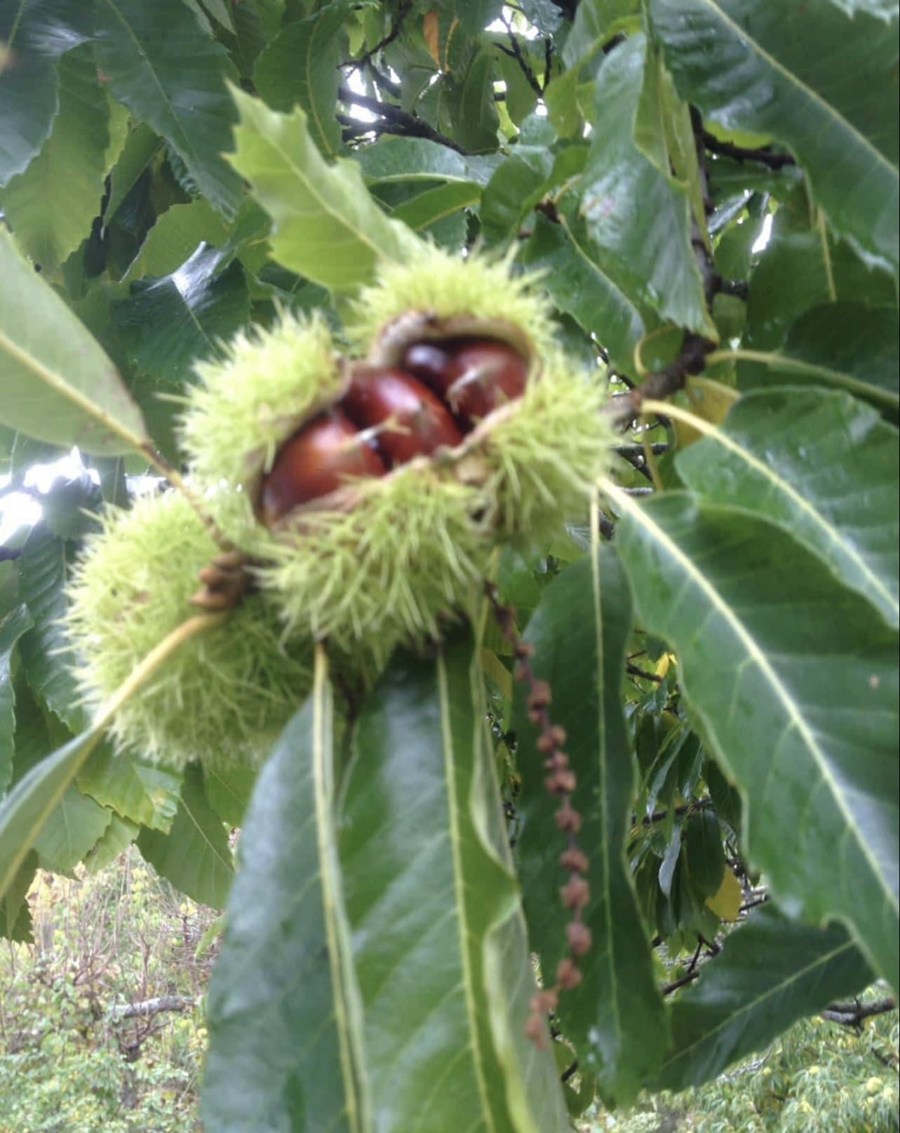 Castañas en un arbusto verde y puntiagudo, entre hojas verdes en la rama de un árbol. Se ven nueces marrones.