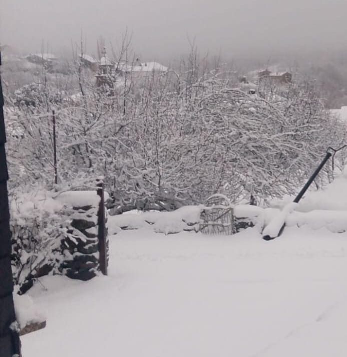 Árboles y suelo cubiertos de nieve en un entorno rural, con edificios visibles en la distancia.