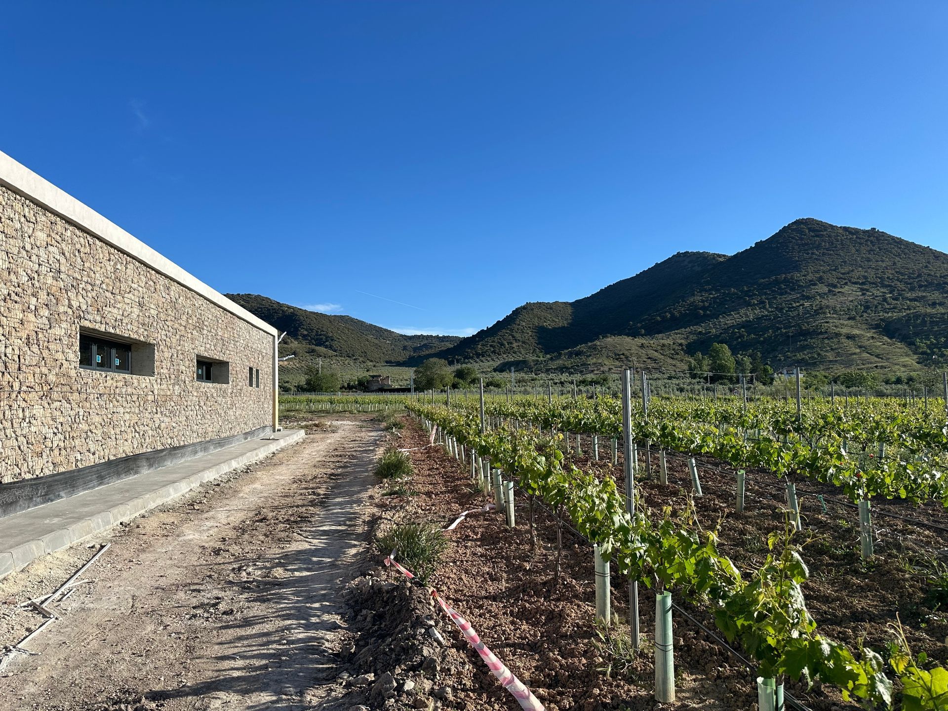 Viñedo junto a un edificio de piedra con montañas y un cielo azul claro al fondo.