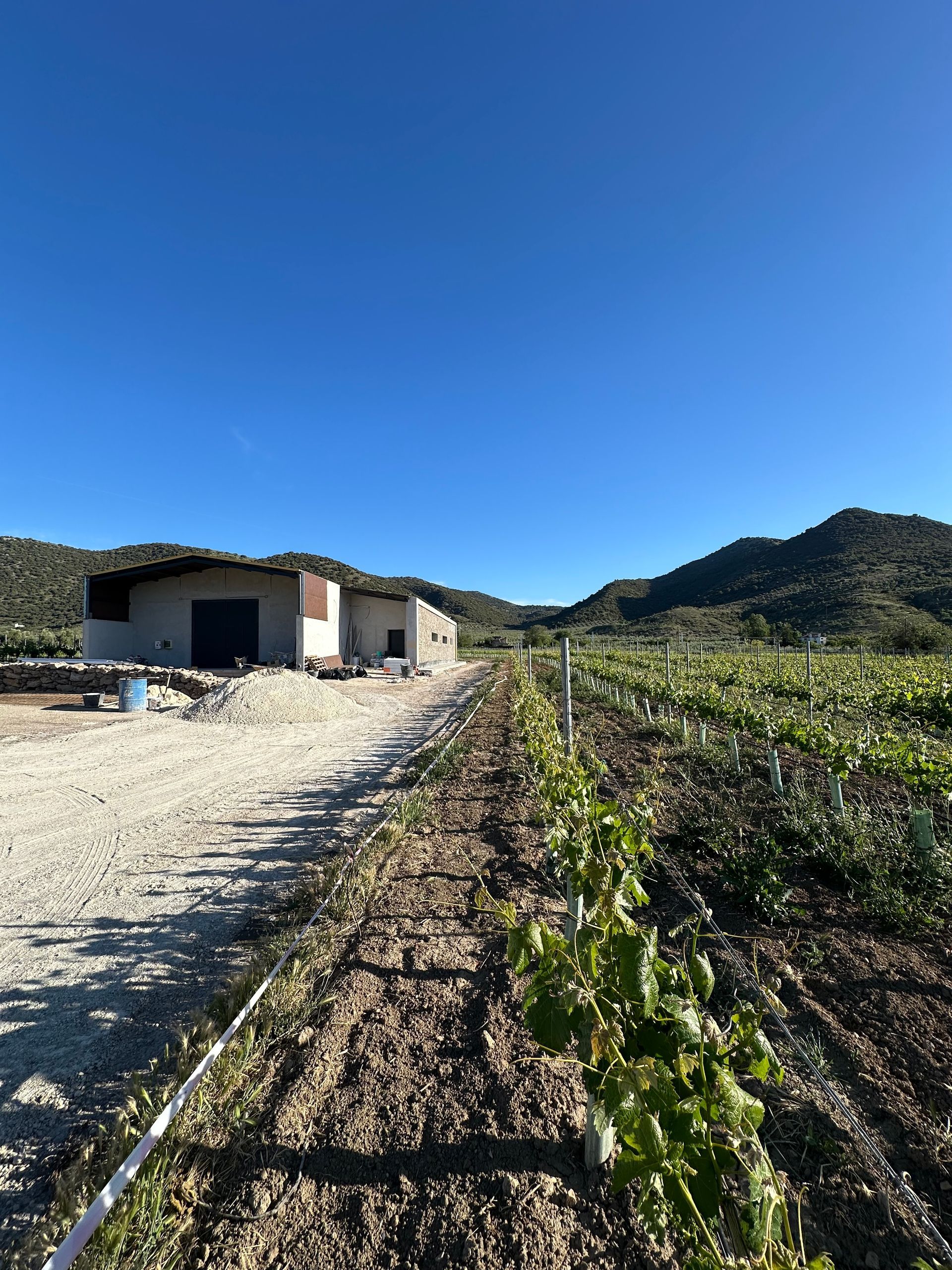 Camino de tierra junto a una pequeña casa rural y un viñedo verde bajo un cielo azul claro.