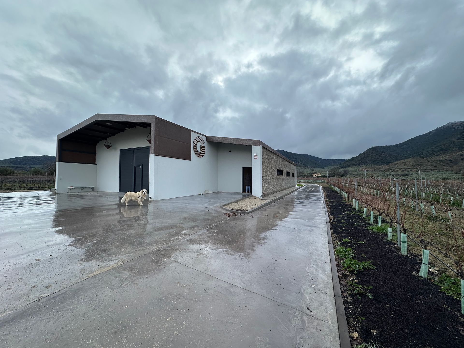 Edificios agrícolas húmedos junto a un camino embarrado bajo cielos nublados, con colinas al fondo.