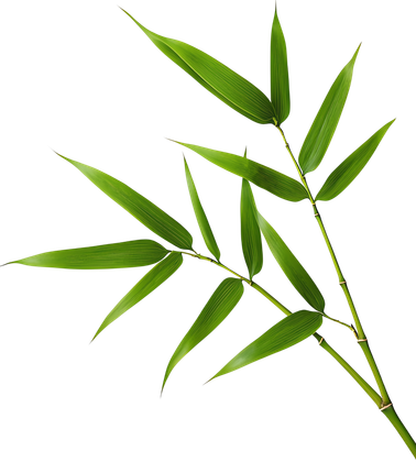 Feuilles de bambou