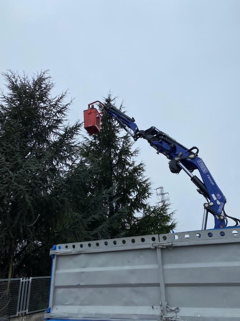Una grúa está levantando un árbol desde la parte trasera de un camión.
