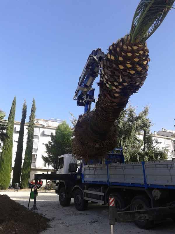 Una gran palmera está siendo levantada por una grúa