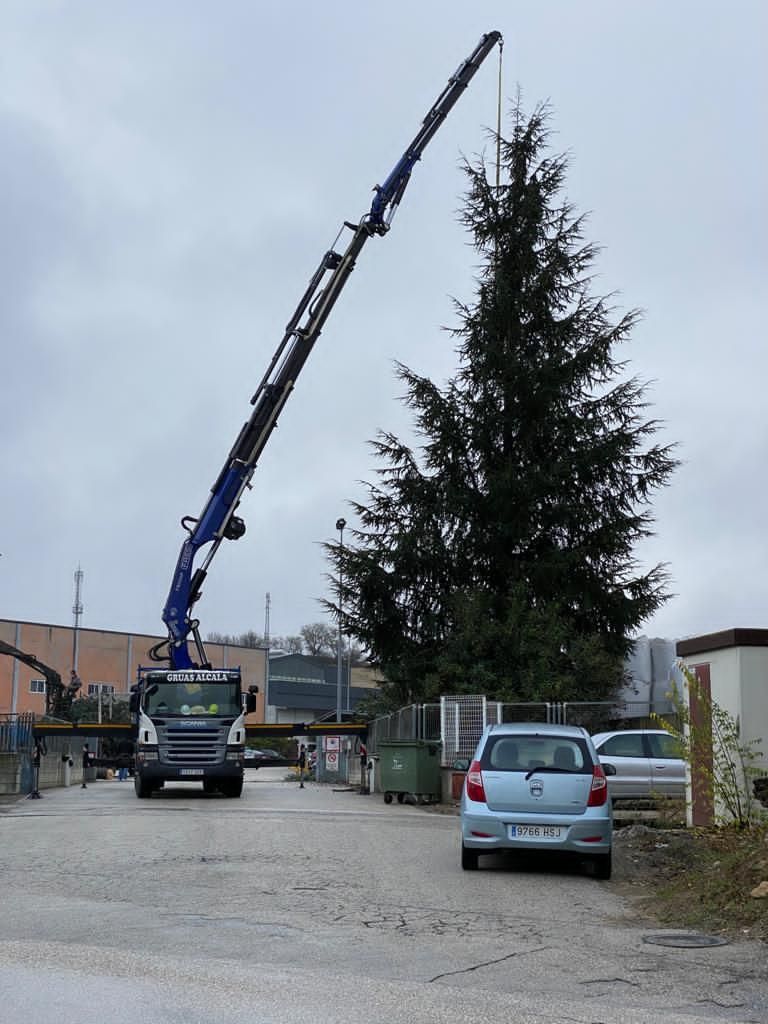 Un gran árbol de Navidad está siendo levantado por una grúa.