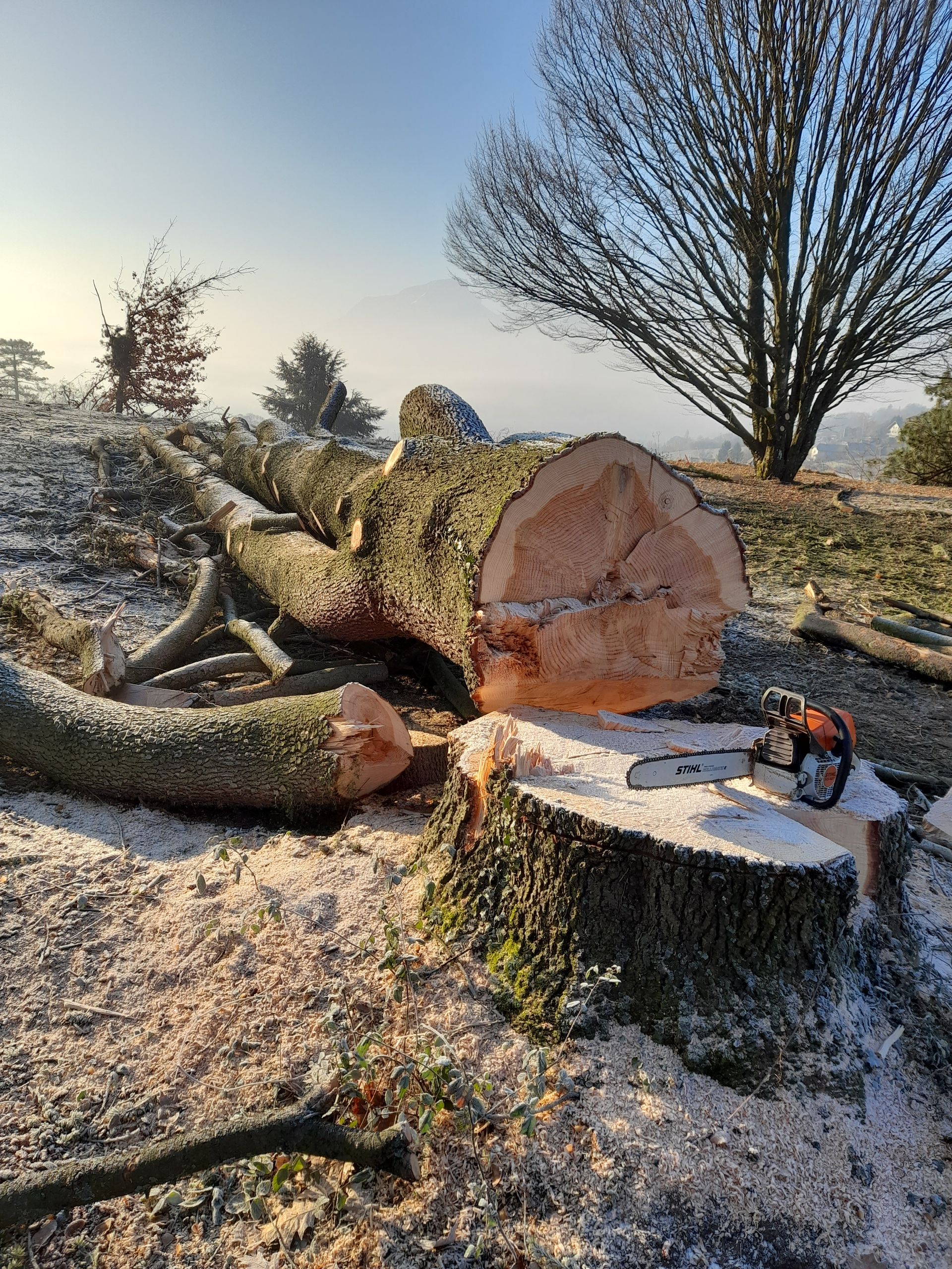 Un tronc d'arbre abattu, coupé à la tronçonneuse, entouré de sciure dans un cadre extérieur ensoleillé.
