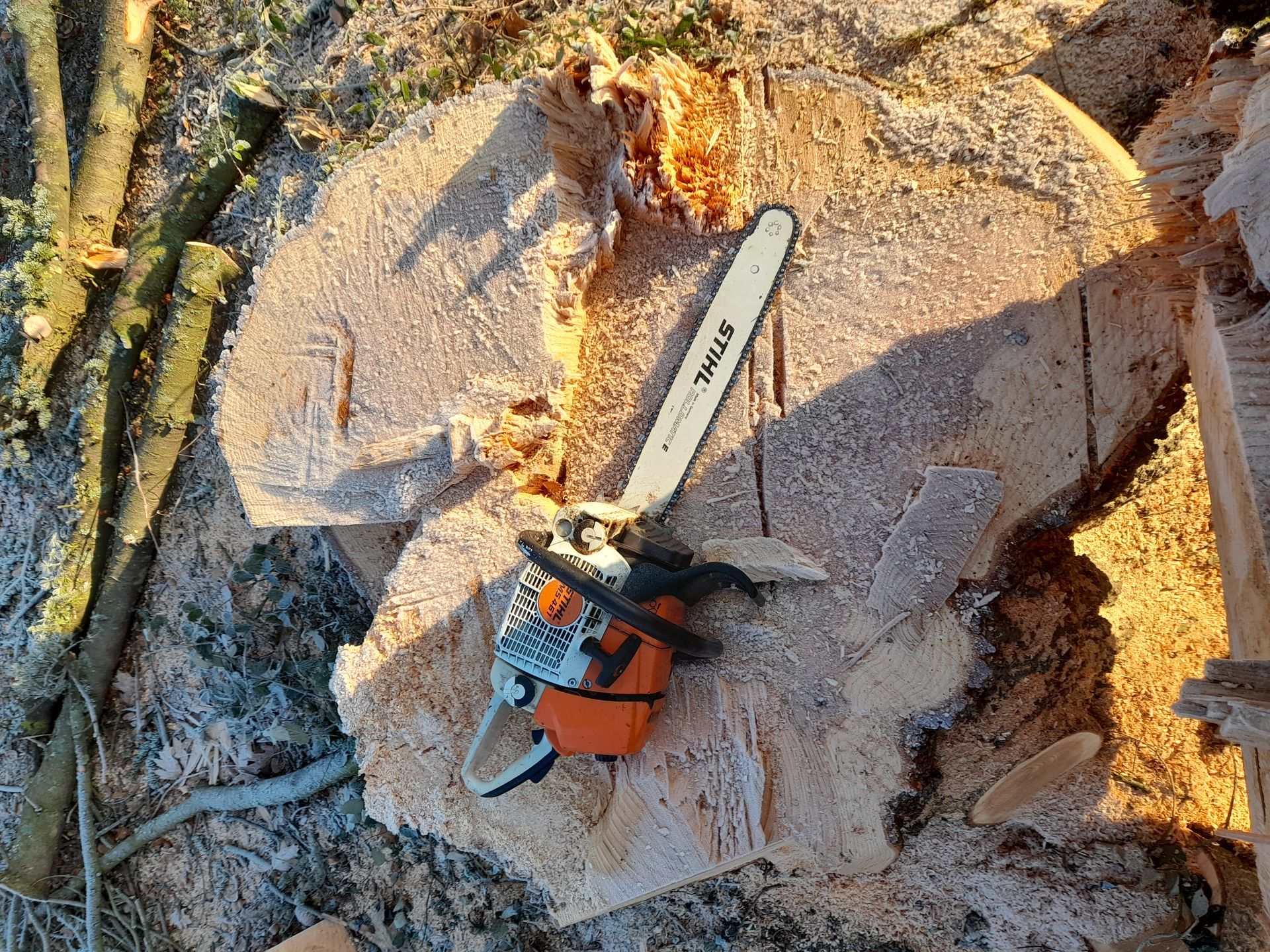 Tronçonneuse sur une souche d'arbre fraîchement coupée, entourée de sciure et de débris de bois au soleil.
