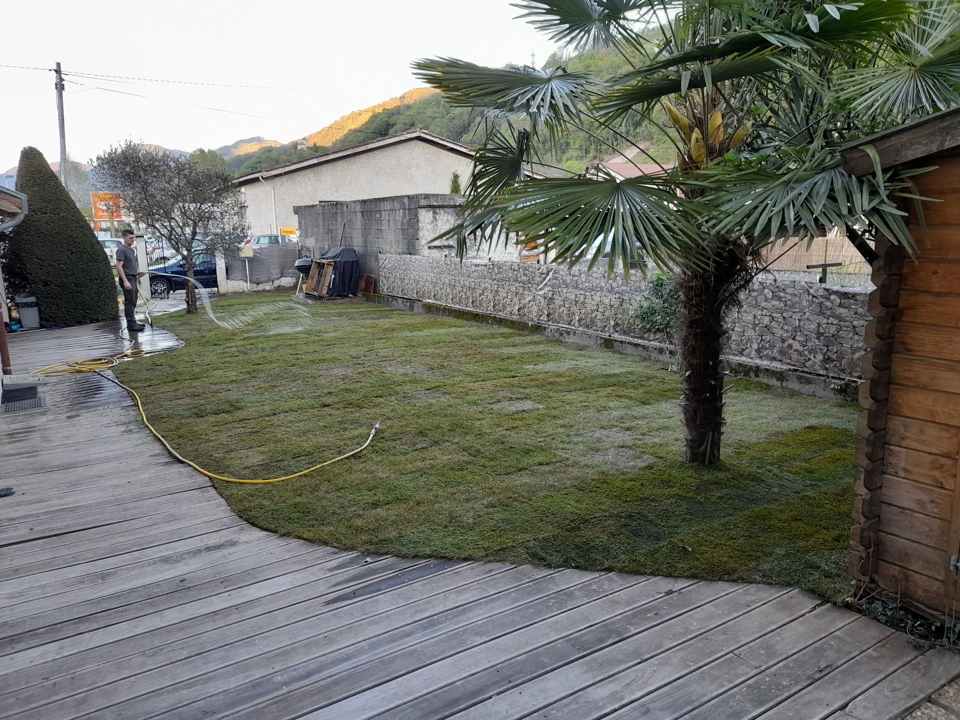 Un jardin avec de la pelouse verte, un petit palmier et une terrasse en bois. Une personne arrose la pelouse.