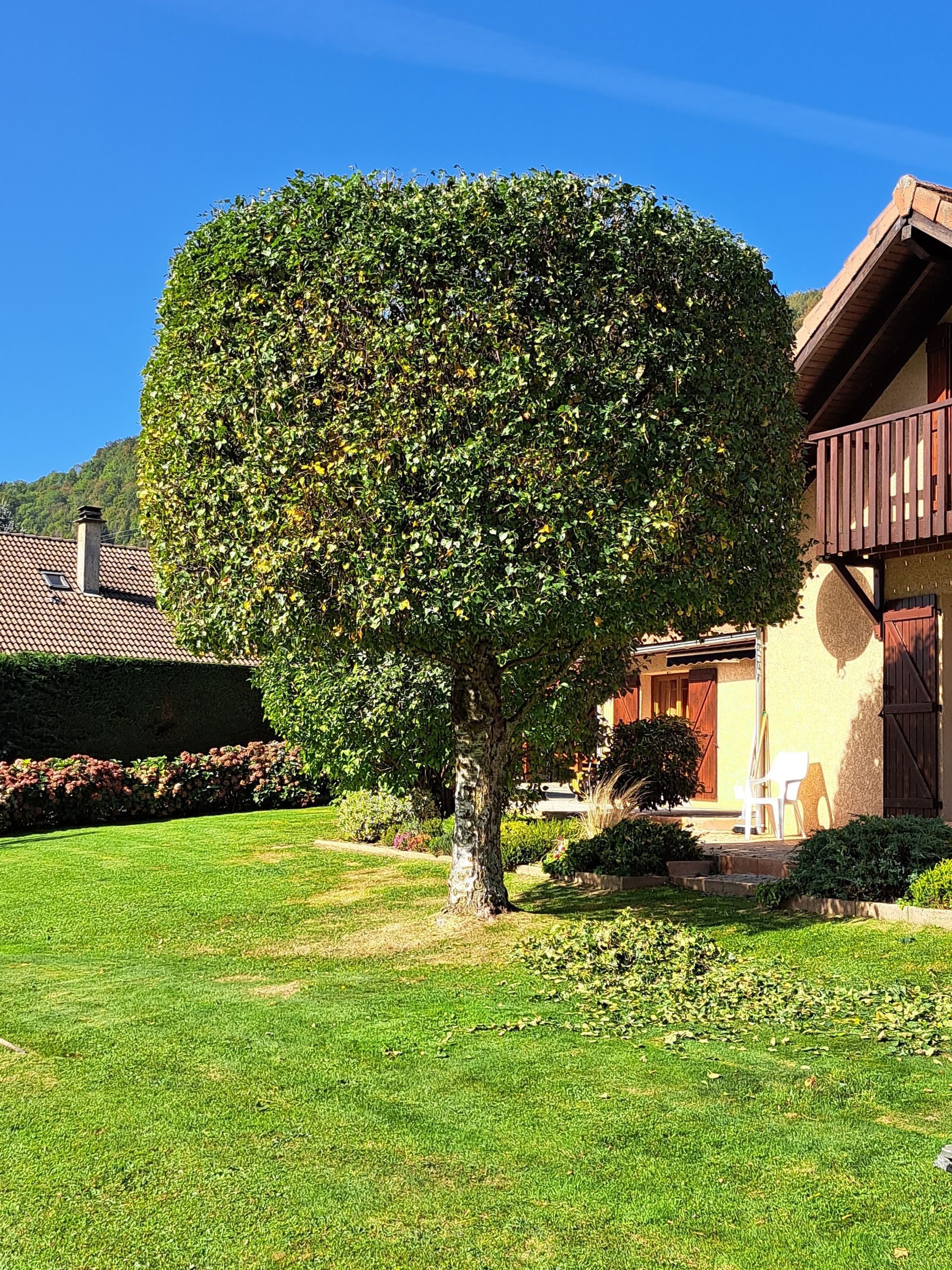 Arbre vert bien taillé devant une maison par une journée ensoleillée.