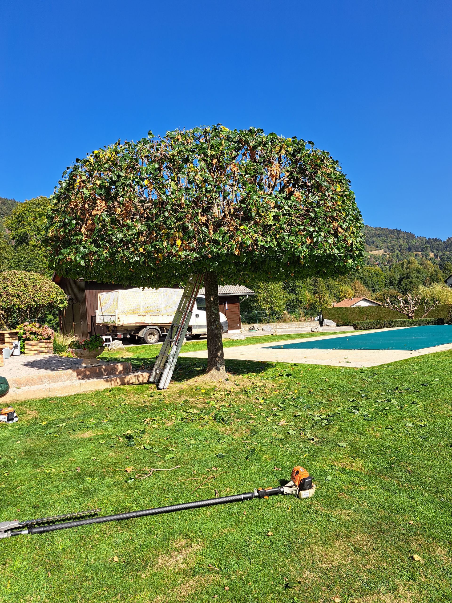 Arbre à la cime ronde et soigneusement taillée ; herbe verte, une piscine et un taille-haie en premier plan.