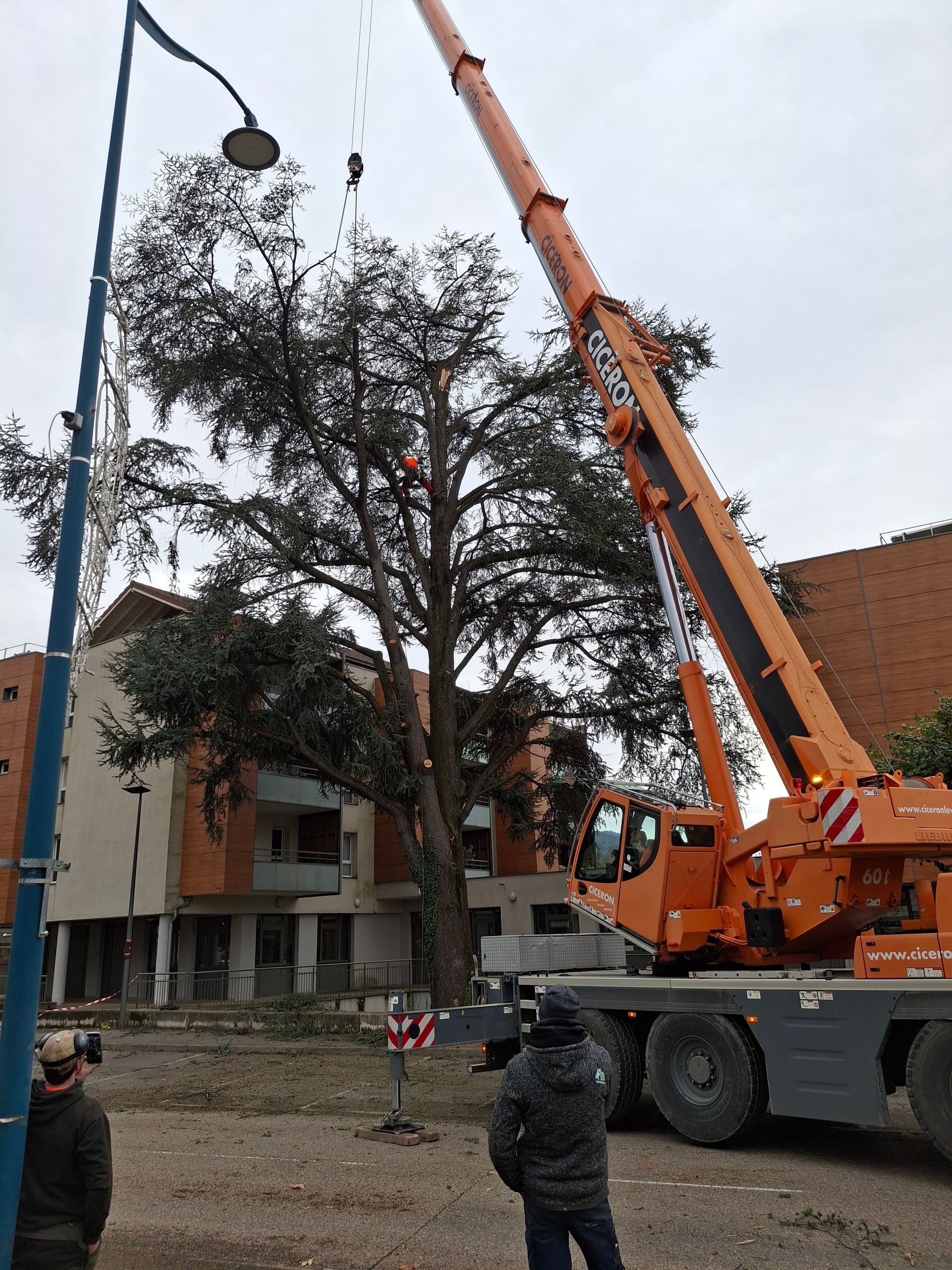 Une grande grue orange soulève un arbre, probablement pour l'abattre, près de bâtiments et d'un lampadaire.