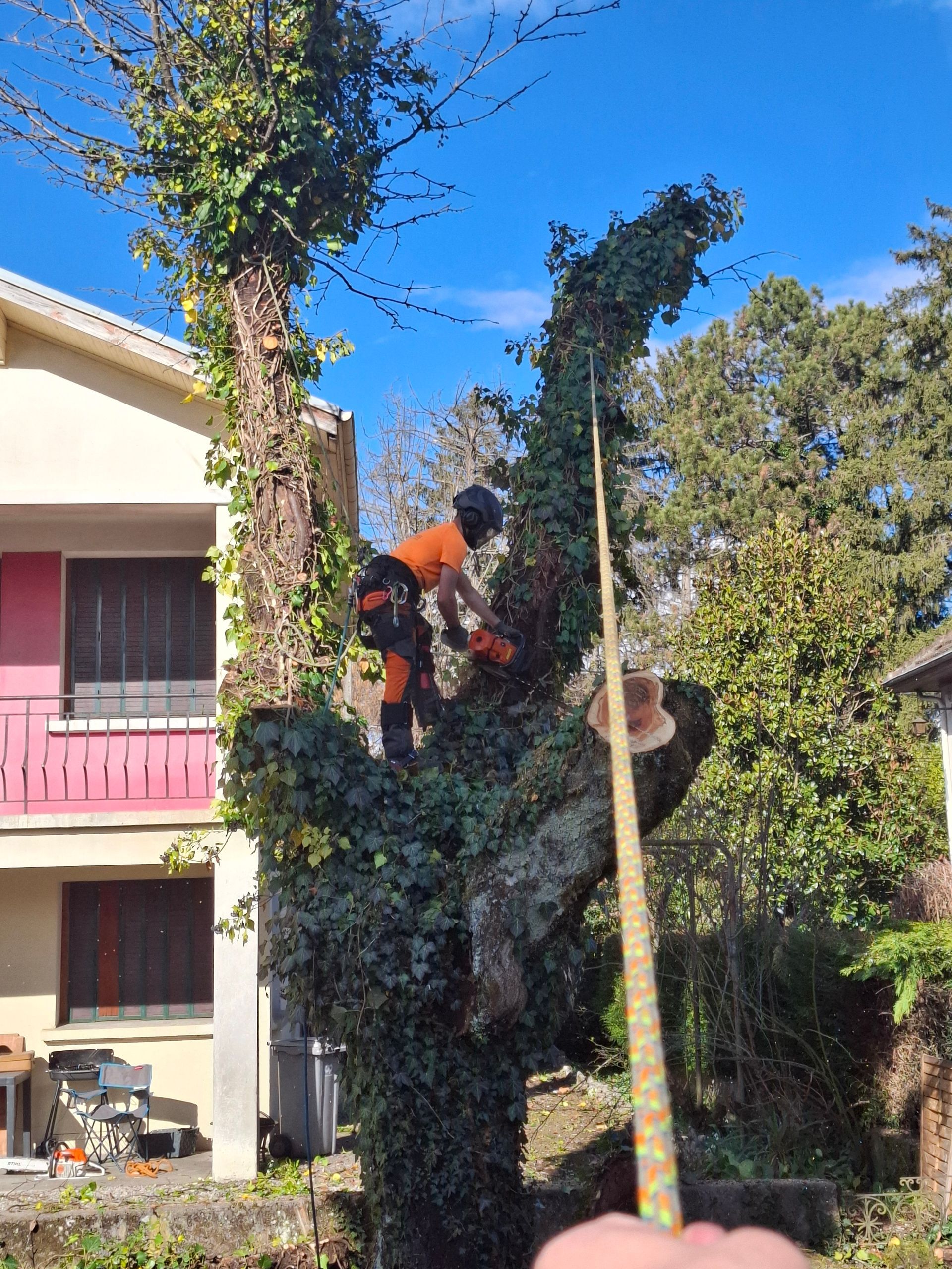 Un élagueur en tenue de sécurité utilise une tronçonneuse pour tailler un arbre recouvert de lierre ; une maison est visible en arrière-plan.
