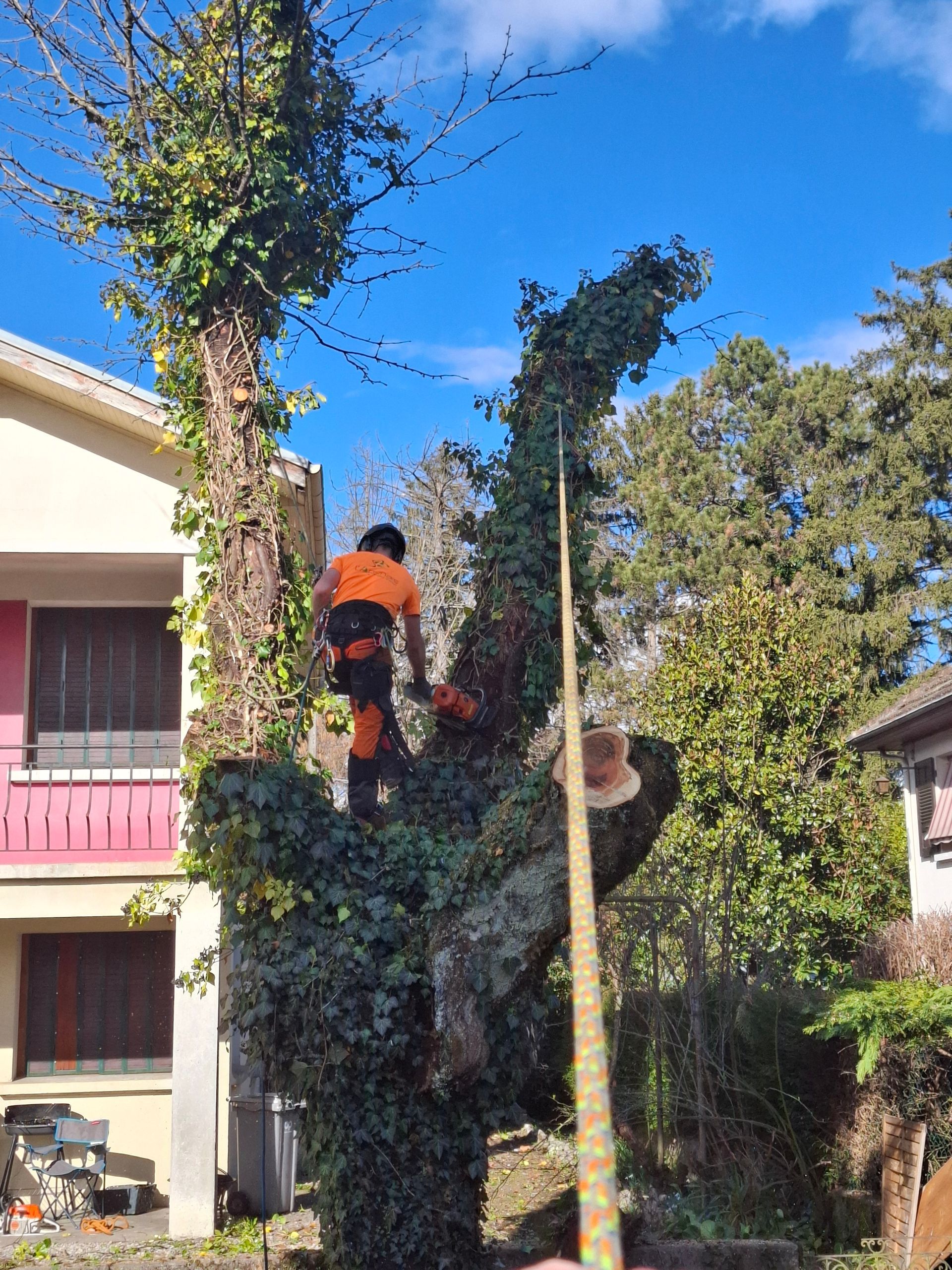 Un élagueur, retenu par des cordes, coupe une branche d'arbre à l'aide d'une tronçonneuse. Des bâtiments se dressent en arrière-plan.