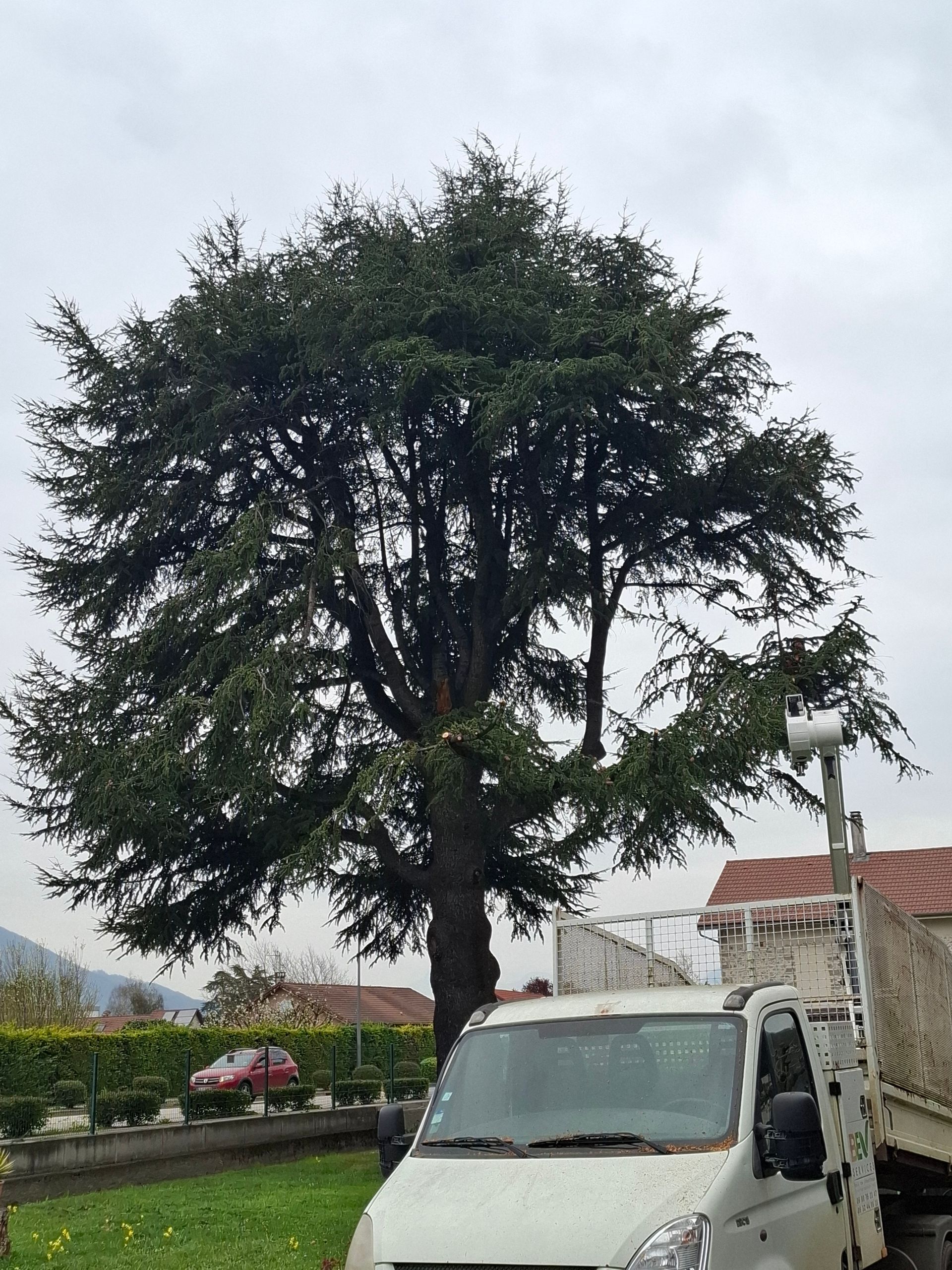 Grand arbre aux feuilles vertes, à côté d'un camion blanc, sous un ciel nuageux.