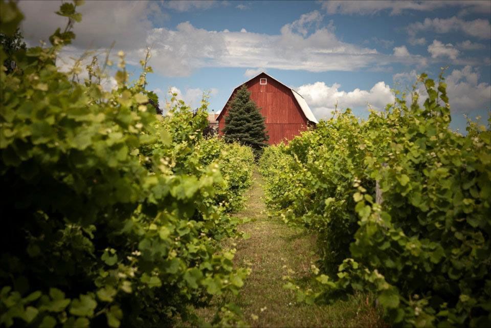 Old barn in a vineyard