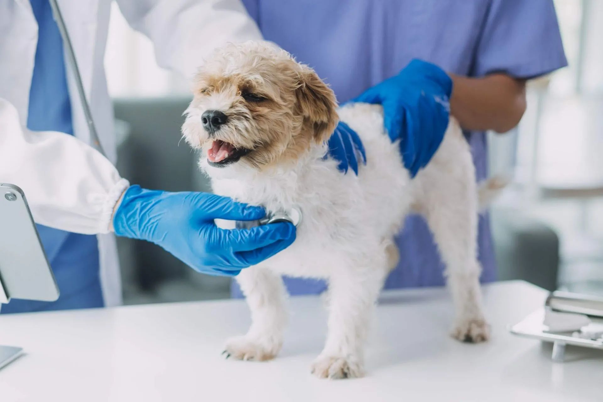 Perro siendo examinado por un veterinario en una clínica; guantes azules, estetoscopio, bata blanca, perro blanco.