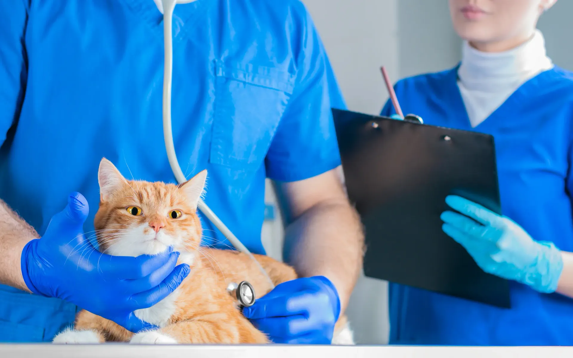 Veterinario examina a un gato pelirrojo con un estetoscopio.
