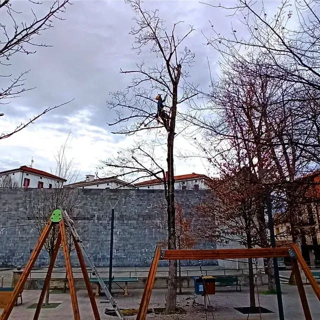 Gizon bat parke bateko zuhaitz batera igotzen ari da