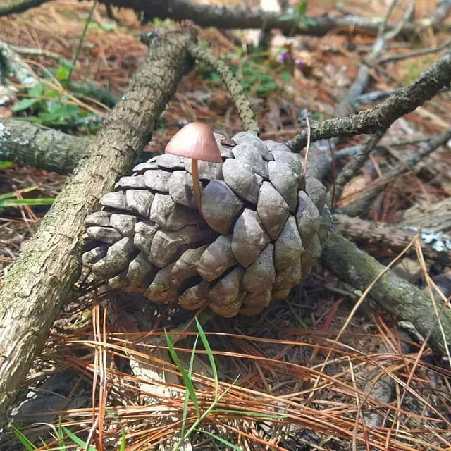 Perretxiko bat hazten zaion pinaburu bat