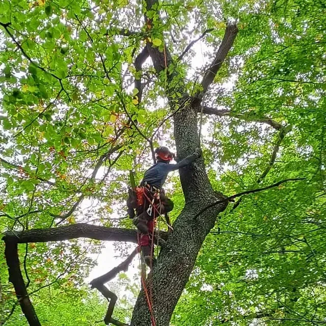 Gizon bat basoko zuhaitz batera igotzen ari da.